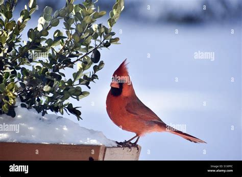 Male Cardinal In Winter Stock Photo Alamy
