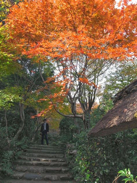度々行きたい旅。 京都観光：厭離庵は、紅葉シーズンだけ特別公開中です！ 京都観光 観光 旅