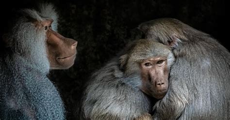Heres How Male Baboons Benefit From Female Friends