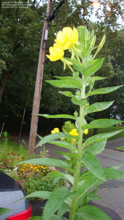 Tall Stalk Yellow Flowers The Home Garden