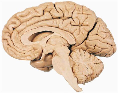 Sagittal Brain Slice Labeling Diagram Quizlet