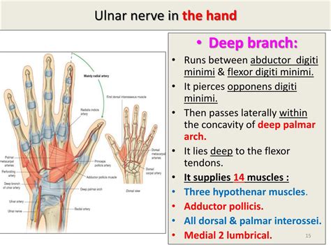 Deep Branch Of Ulnar Nerve