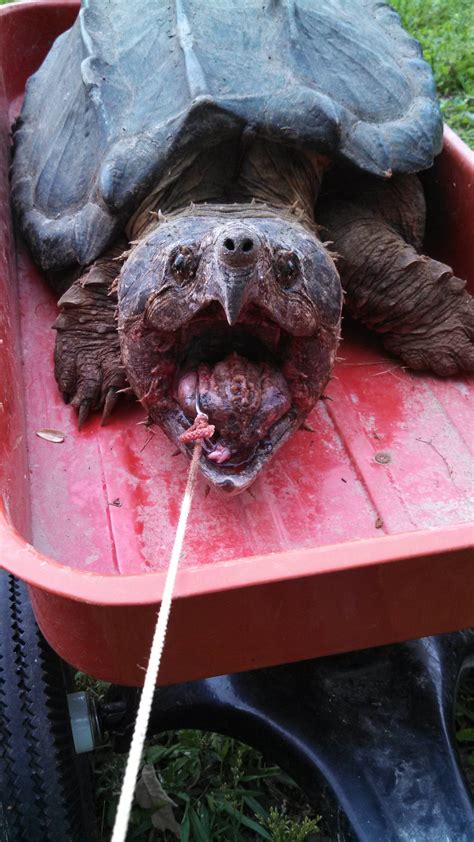 You can't catch trout using normal fishing lines, that's why we reviewed 5 great trout fishing line recommendations for you to take a look at. 65 pound Alligator snapping turtle caught on our trot line ...