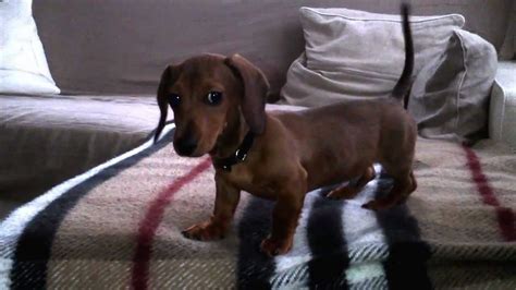Cute Puppy Sausage Dog On Sofa Youtube