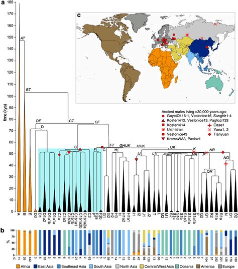 Y Chromosomal Phylogeny And Haplogroup Distribution A Maximum Download Scientific Diagram