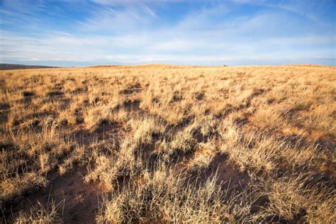 Desert Grasslands Are Changing But Is The Change All Bad