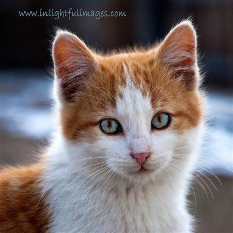 Orange And White Tabby Kitten With Blue Eyes 6 By Inlightfulimages 14