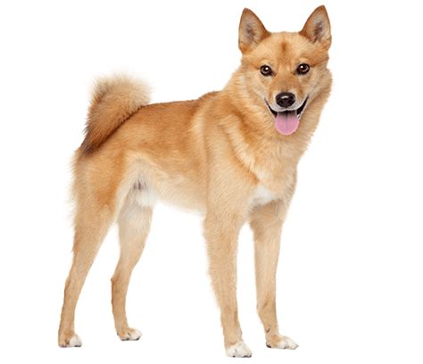 Finnish Spitz Dog Breed Facts And Information Wag Dog Walking