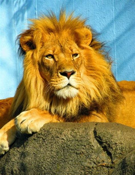 A Large Lion Laying On Top Of A Rock Next To A Blue Wall In An Enclosure