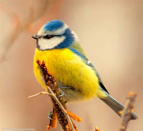 Pin Van Carol Feige Op Blue Yellow White Vogeltjes Pimpelmezen Vogels