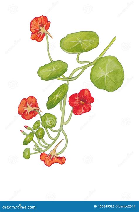 Watercolor Botanical Illustration Of Nasturtium Flowers Stock