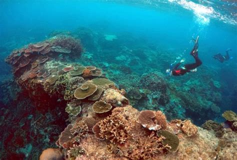 Corals At Risk As Marine Heat Waves Strike More Often Demockerycy