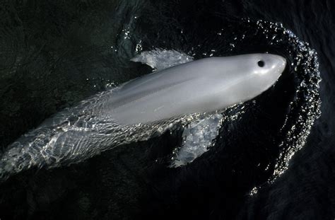 Narrow Ridged Finless Porpoise — Porpoise Conservation Society