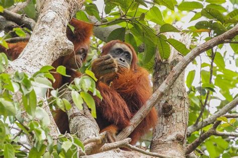Young Orangutans Have Sex Specific Role Models Neuroscience News