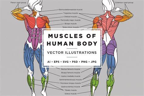 Conversely, deciphering the significance of a muscle's name will. Human Body Muscles Names - Human Body - Muscles by La ...