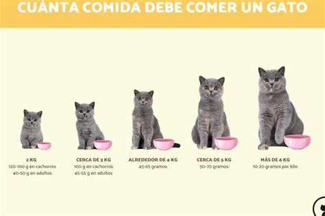 Cantidad Adecuada De Comida Para Gatos Aprende Cu Nto Debe Comer