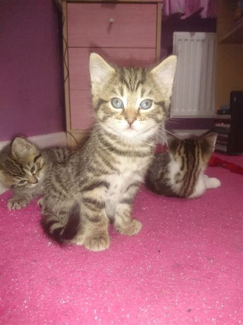 Beautiful Kittens For Sale In St Helens Merseyside Gumtree