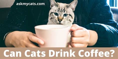 Can Cats Drink Coffee What Happens If A Cat Drinks Coffee My Cat Genius