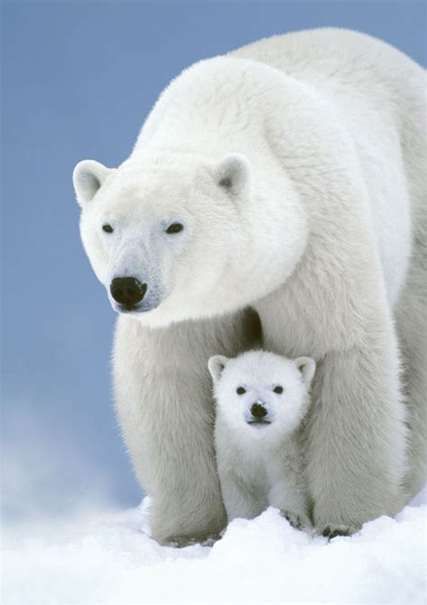 Foto Ice Bear Your Plane Travel Destroys Polar Bear Habitat We Did