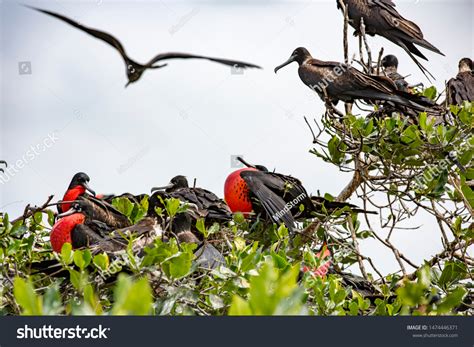 Frigate Birds Male Having Inflated Red Stock Photo 1474446371