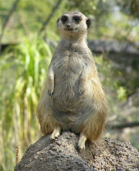 Very Pregnant Meercat Cute Animals Animals Beautiful Funny