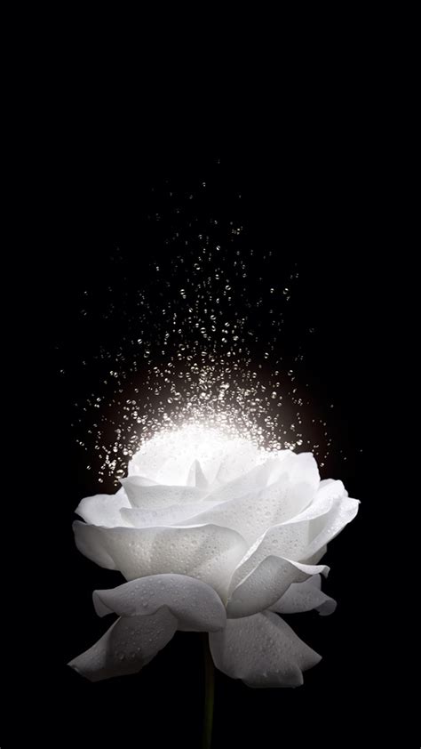 √ White Roses Black Background