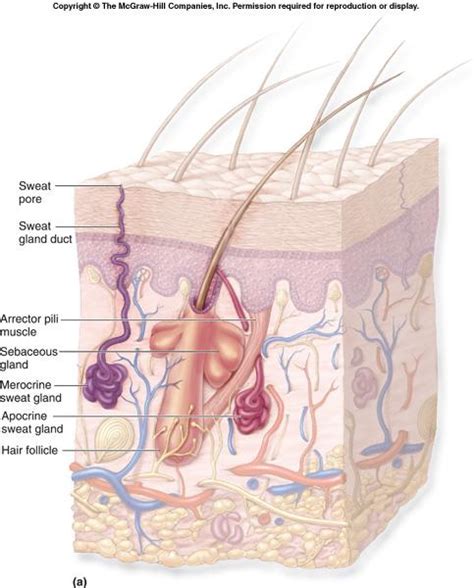 It's located between the epidermis and the subcutaneous tissue. List of skin structures at Charlottesville High School ...