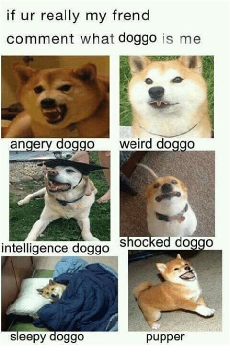 Image Result For Dank Doggo Memes With Images Animal Memes Clean Dog Memes Clean