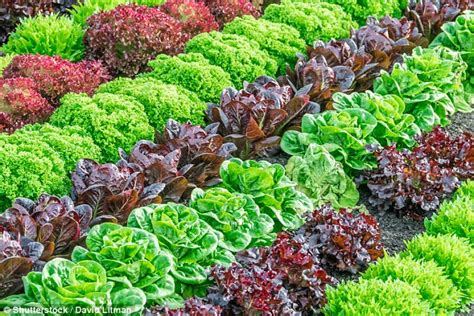 Grow Your Own Instant Lettuce In Just 30 Days Daily Mail Online
