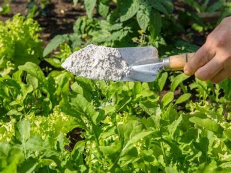 Is Diatomaceous Earth Safe For Organic Gardening The Small Town