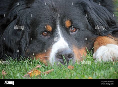 Bernese Mountain Dog Stock Photo Alamy