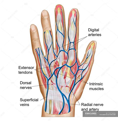 Anatomia Del Dorso Della Mano Umana Illustrazione Medica Tendini