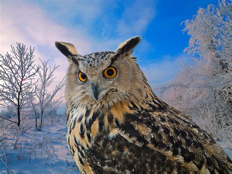 Wild Bird Owl Photograph By Vladimir Semenoj