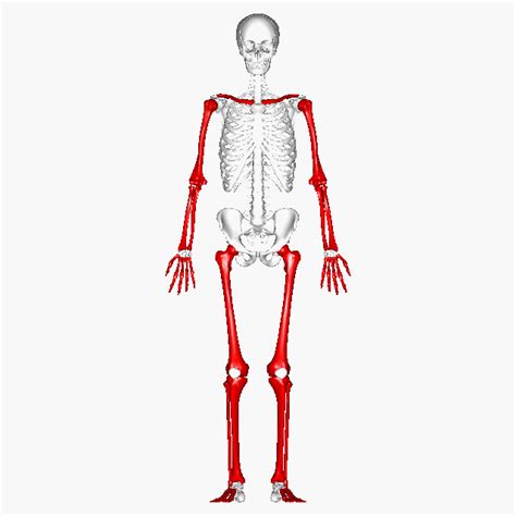 Human structure and functions in health. Long bones - animation - Long bone - Wikipedia | Body bones, Best workout for women, Muscles in ...
