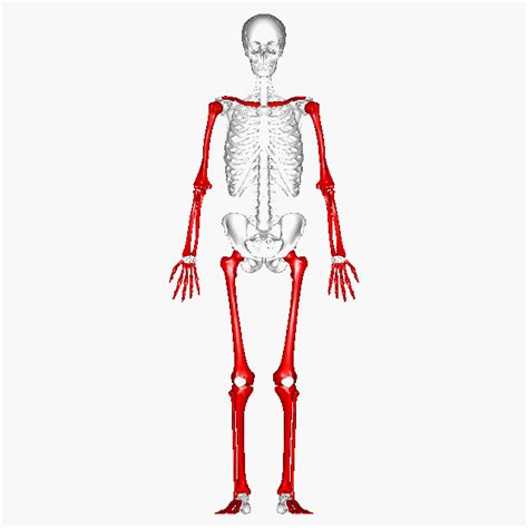 Explore the cheat sheet for the main muscles and bones of the back. Long bones - animation - Long bone - Wikipedia | Body bones, Best workout for women, Muscles in ...