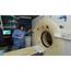 Experts Weigh Risks Of CT Scans