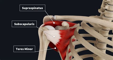 Rotator Cuff Tear The Facts Complete Anatomy