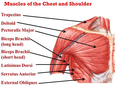 Chest And Arm Muscles Diagram Muscles Of The Shoulder And Back And My