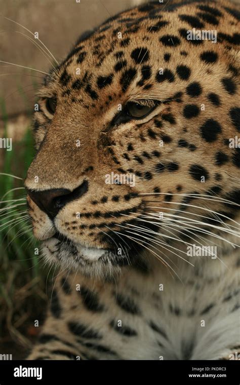 Captive Amur Leopard Stock Photo Alamy