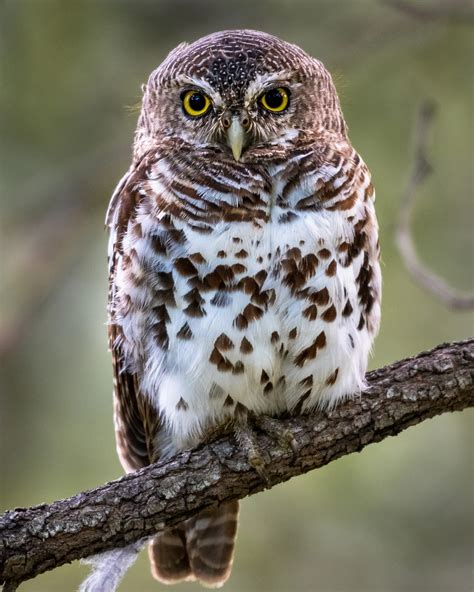 The Top 15 Cutest Owls In The World Bird Advisors