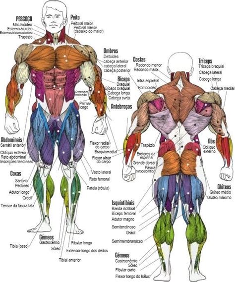 Diretório de exercícios Anatomia muscular Músculos do corpo e Exercícios de musculação