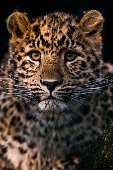 Amur Leopard Expedition • Russia • Voygr Expeditions