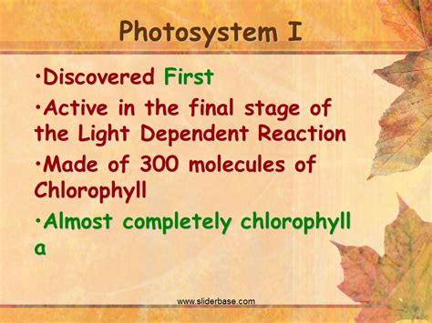 Photosynthesis Presentation Biology
