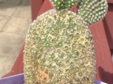 You get the bunny ear cactus of course. Please help my bunny ear cactus!!!