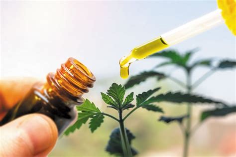 Aug 09, 2014 · if you grow from regular seed you need to remove the males now before they fertilize the females and endanger the quality of the weed. Cannabis Extract May Work Like a Treatment for Cannabis ...