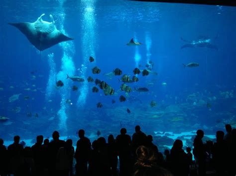 Georgia Aquarium In Atlanta