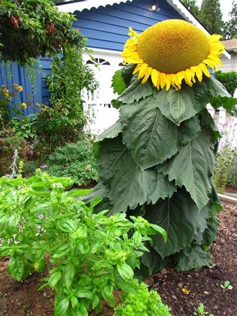 giant,-stocky-sunflower-whatsthisplant