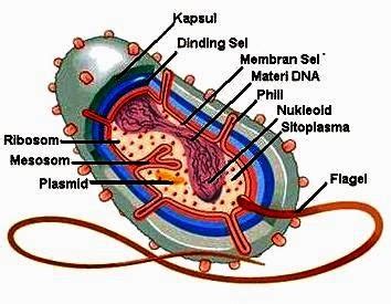 Macam-Macam Bagian Struktur Sel Bakteri dan Fungsinya