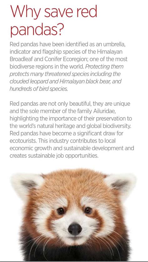 Pin On Save Red Pandas