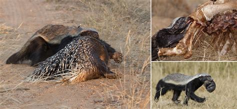The Honey Badger Africa Geographic